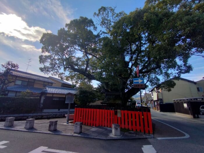 「光る君へ」聖地巡礼―紫式部も参拝した京都の守り神「上賀茂神社」＆「大田神社」