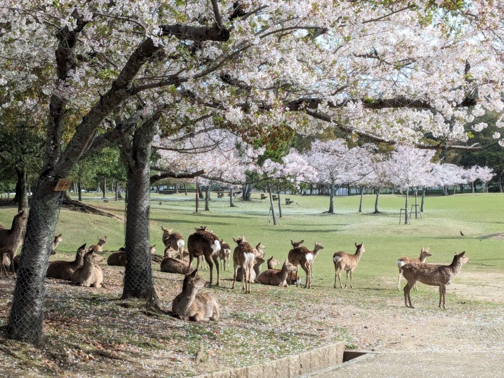 2025年桜シーズン到来！ 奈良公園と佐保川を徒歩でお花見散歩