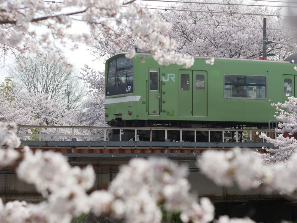 2025年桜シーズン到来！ 奈良公園と佐保川を徒歩でお花見散歩