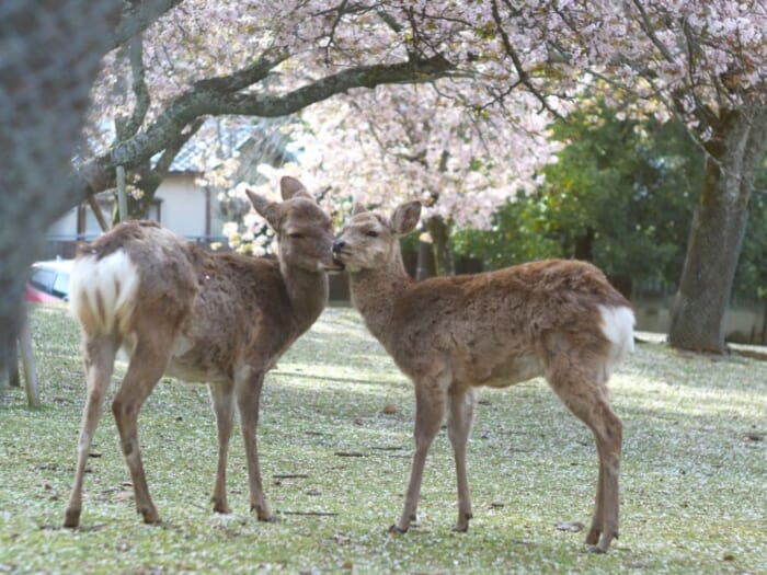 2025年桜シーズン到来！ 奈良公園と佐保川を徒歩でお花見散歩