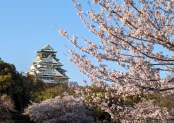 梅・桃・桜！ 2025年、大阪城公園の春の花リレー