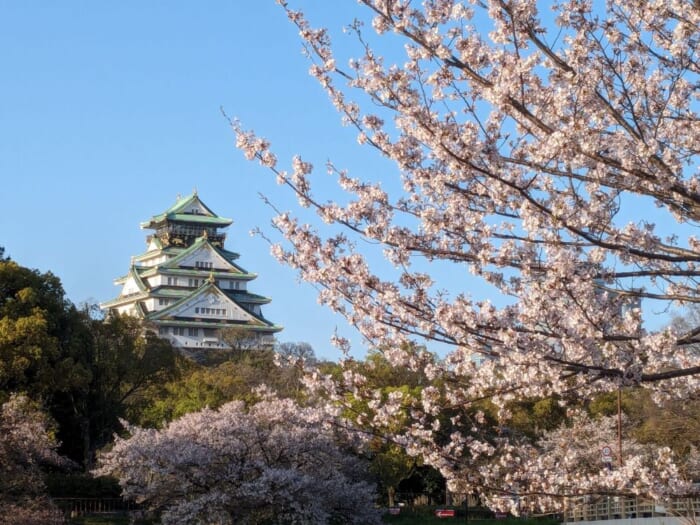 梅・桃・桜！ 2025年、大阪城公園の春の花リレー