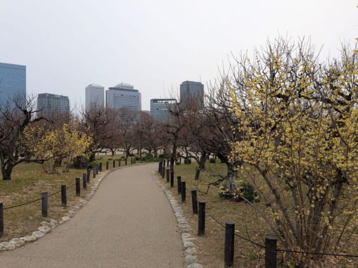 梅・桃・桜！ 2025年、大阪城公園の春の花リレー