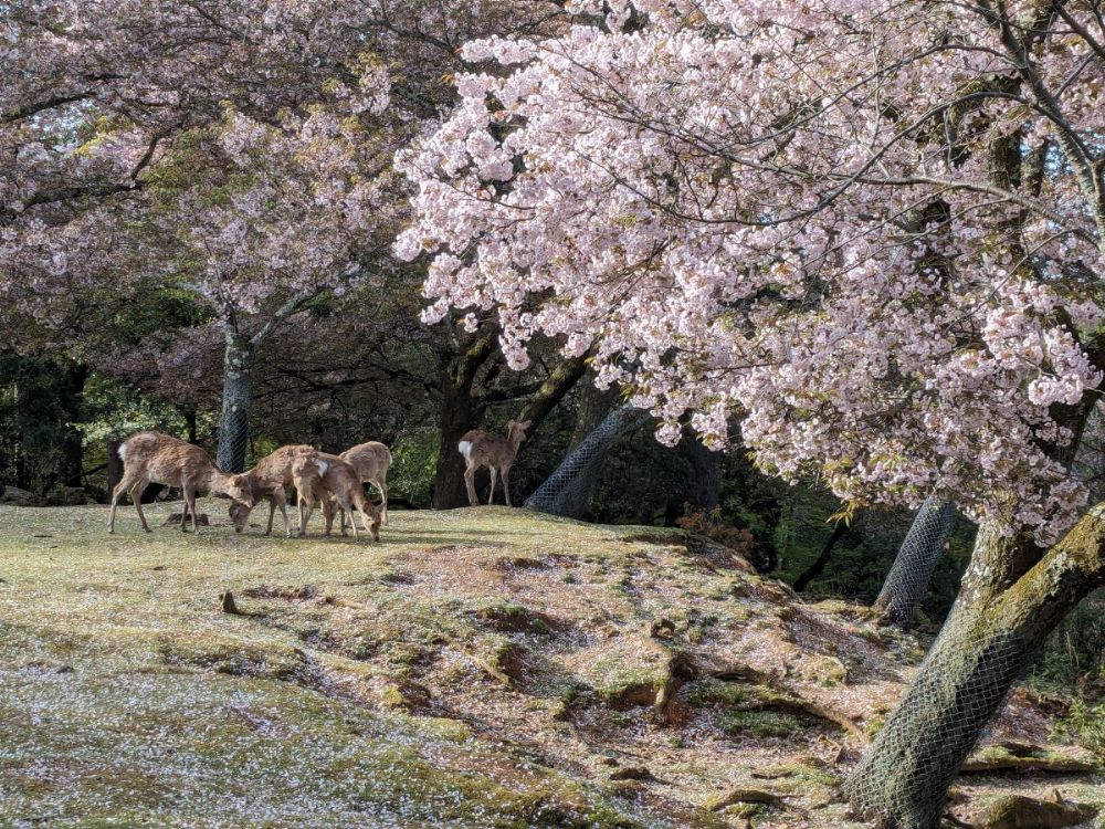 2025年桜シーズン到来！ 奈良公園と佐保川を徒歩でお花見散歩