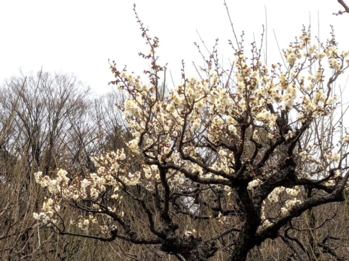 梅・桃・桜！ 2025年、大阪城公園の春の花リレー