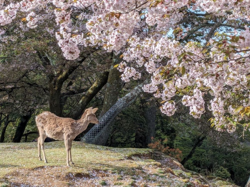 2025年桜シーズン到来！ 奈良公園と佐保川を徒歩でお花見散歩