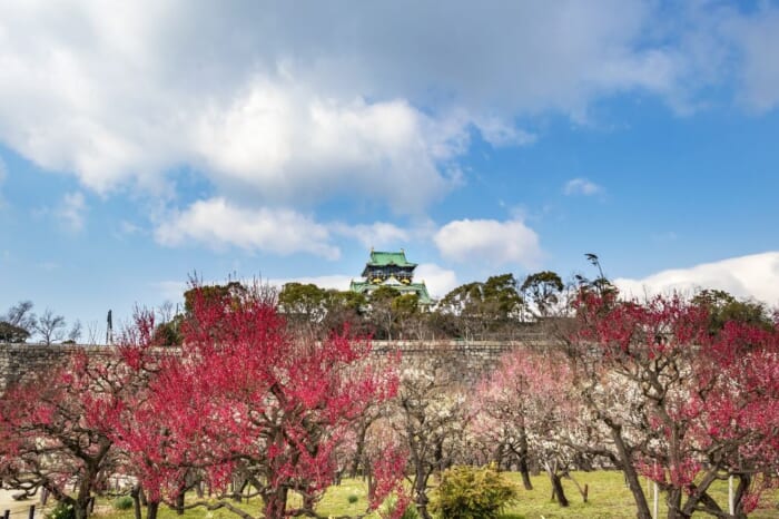 梅・桃・桜！ 2025年、大阪城公園の春の花リレー