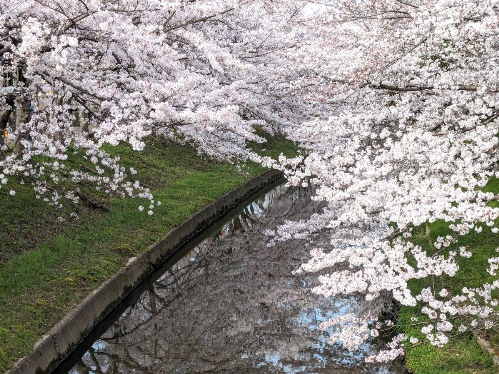 2025年桜シーズン到来！ 奈良公園と佐保川を徒歩でお花見散歩