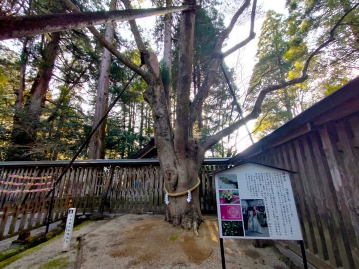 日本のルーツの地、高千穂―「天岩戸神社」の最強の浄化スポットを教えます