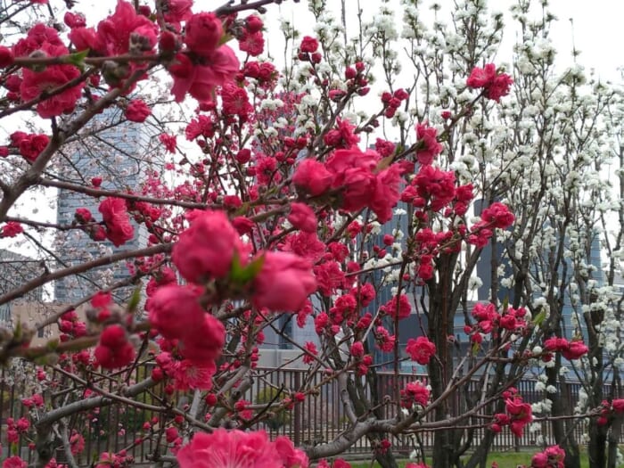 梅・桃・桜！ 2025年、大阪城公園の春の花リレー