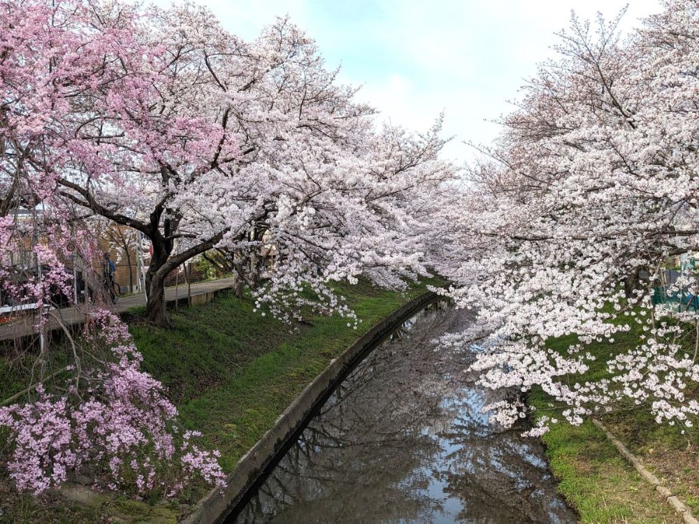 2025年桜シーズン到来！ 奈良公園と佐保川を徒歩でお花見散歩