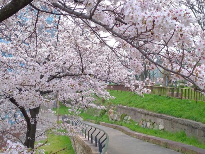 梅・桃・桜！ 2025年、大阪城公園の春の花リレー