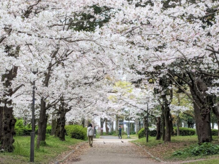 梅・桃・桜！ 2025年、大阪城公園の春の花リレー