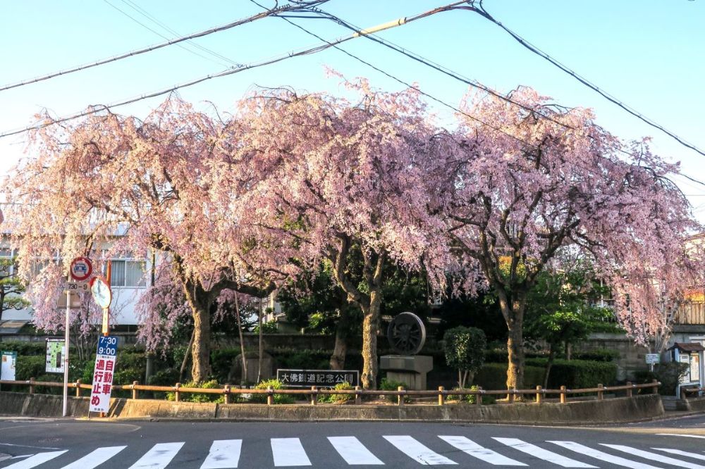 2025年桜シーズン到来！ 奈良公園と佐保川を徒歩でお花見散歩