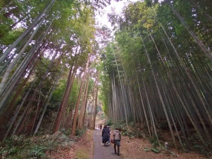 佐賀県随一のパワースポット「武雄神社」神が宿る樹齢3000年の大楠がスゴすぎる！