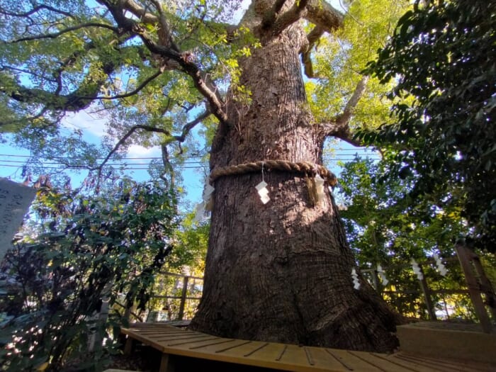 京都通が詣でるパワースポット「新熊野神社」を徹底解剖