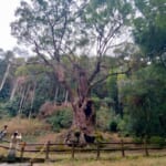 佐賀県随一のパワースポット「武雄神社」神が宿る樹齢3000年の大楠がスゴすぎる！