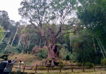 佐賀県随一のパワースポット「武雄神社」神が宿る樹齢3000年の大楠がスゴすぎる！