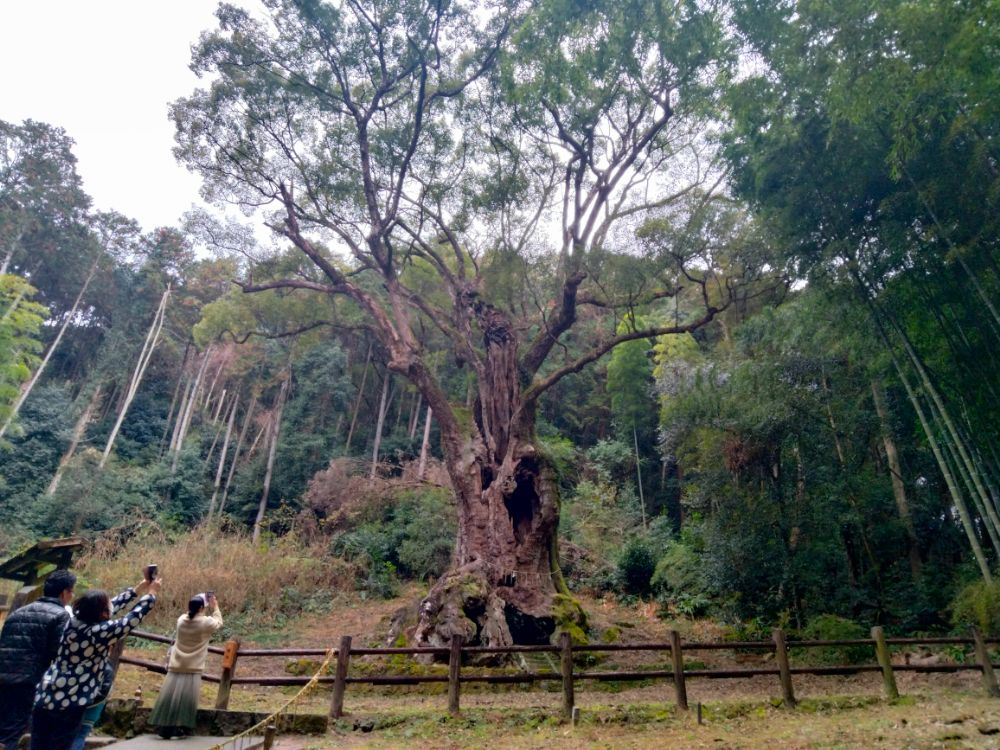 佐賀県随一のパワースポット「武雄神社」神が宿る樹齢3000年の大楠がスゴすぎる！