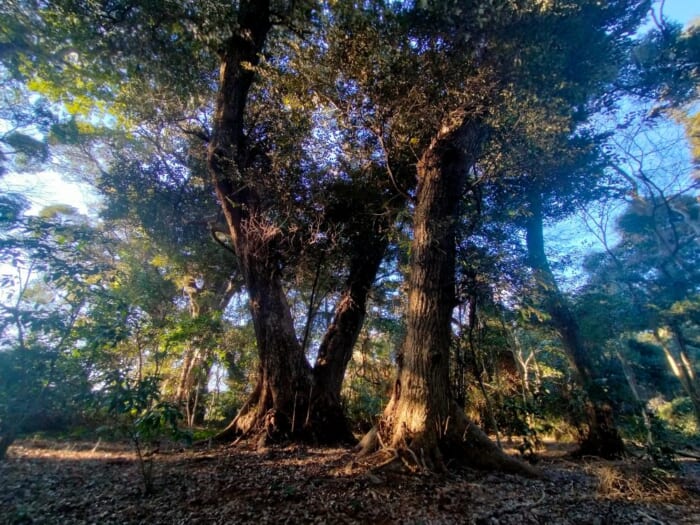 呼ばれないとたどりつけない！？ 鹿島の聖地―坂戸神社と国土神社