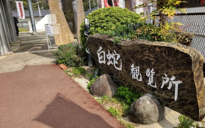 巳年に訪れたい 日本で唯一の生息地 岩国 白蛇を祀る白蛇神社