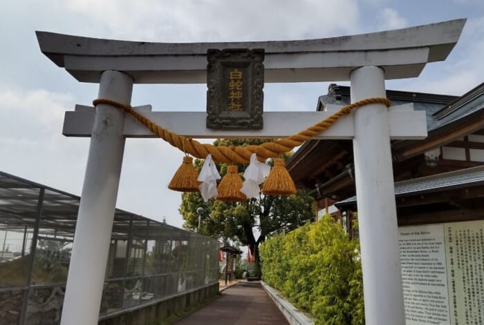 巳年に訪れたい 日本で唯一の生息地 岩国 白蛇を祀る白蛇神社