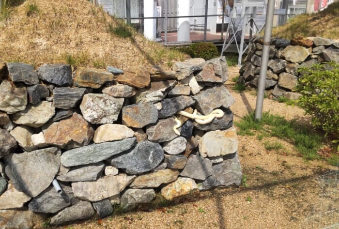 巳年に訪れたい 日本で唯一の生息地 岩国 白蛇を祀る白蛇神社