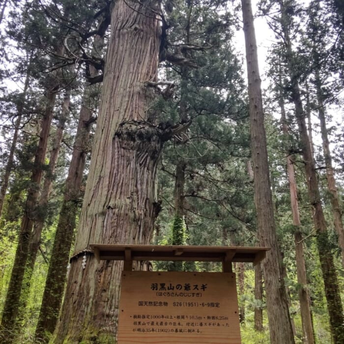 東北地方の国宝 神聖な空気が漂う羽黒山・五重塔は必見