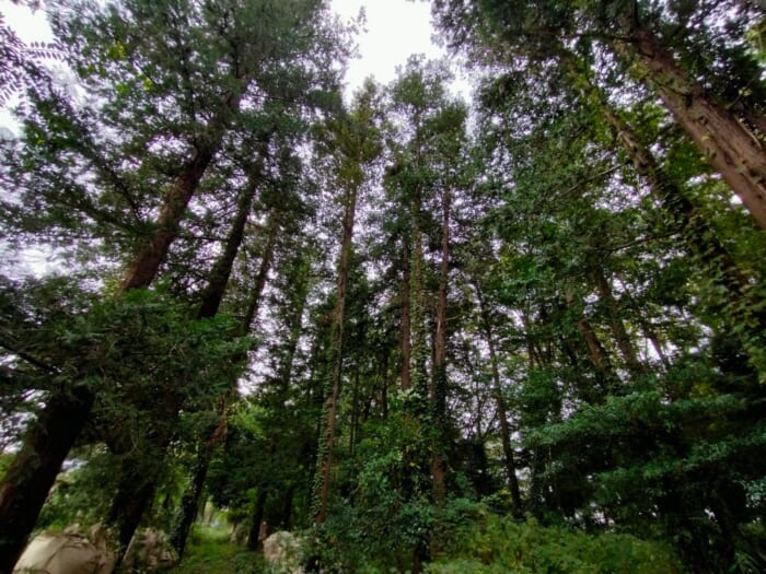 巳年にオススメ!中央線沿線の縄文の森と湧水に守られた弁財天二社―「貫井弁財天」&「下弁財」