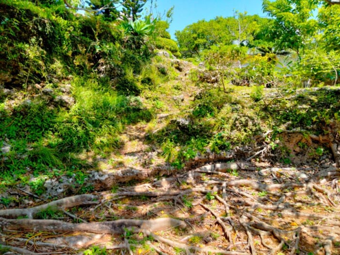 観光客が知らない沖縄のパワースポット―那覇の「天久」に鎮座する4つの龍神の聖地