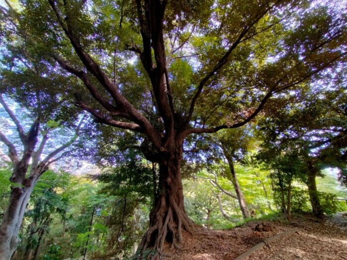 開運強化！？ 港区のパワースポット巡り―芝大神宮・増上寺そして巨大古墳