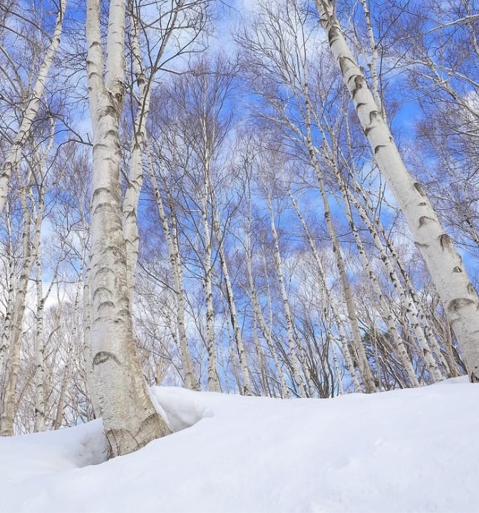 白銀に輝く神秘の湖 冬の田沢湖で出会う静寂の絶景