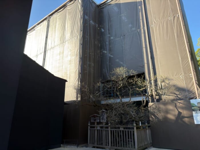 【太宰府天満宮】今しか見られない、飛梅の仮殿