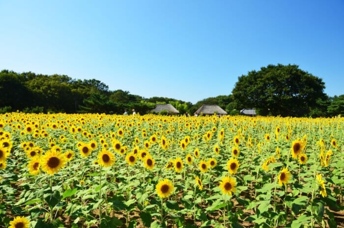 四季の魅力がたくさん！ 国営ひたち海浜公園