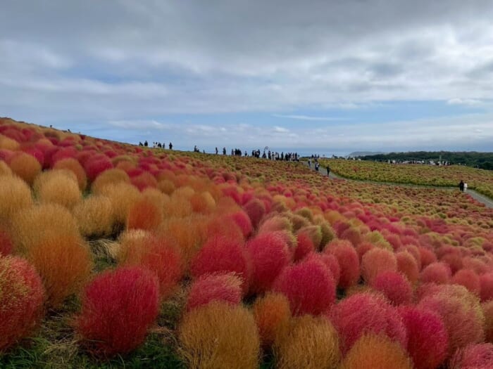 四季の魅力がたくさん！ 国営ひたち海浜公園