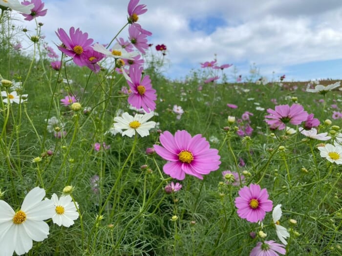 四季の魅力がたくさん！ 国営ひたち海浜公園