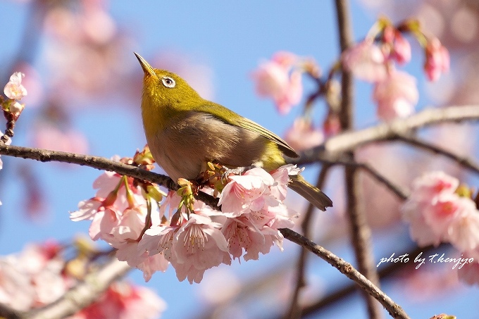 スマホでも撮れる一生モノの1枚を！ 福岡・宮地嶽神社『光の道』に出会える確率を高める完全ガイド