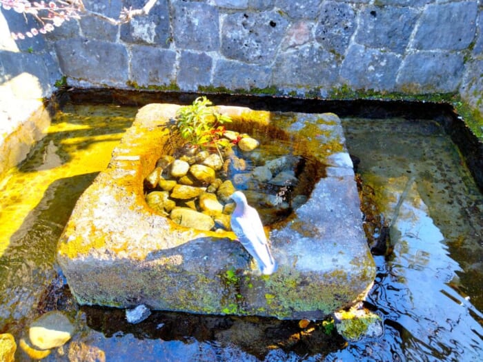 【静岡】本気でスッキリしたい人へ―富士山のエネルギー炸裂! 三島の瀧川神社と三嶋大社