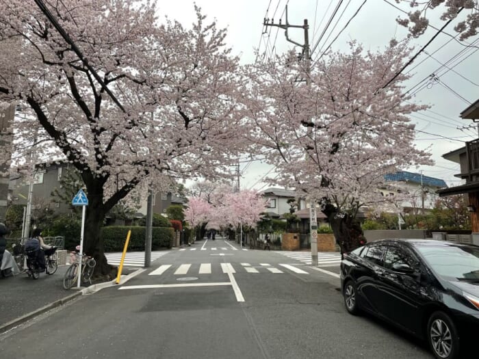 桜の穴場スポット、気になりませんか？世田谷百景にも選ばれる上北沢の桜並木 -東京 世田谷区