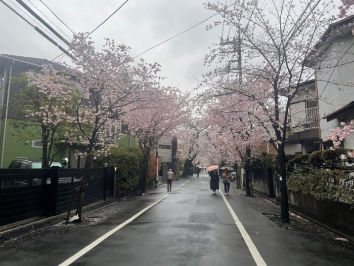 桜の穴場スポット、気になりませんか？世田谷百景にも選ばれる上北沢の桜並木 -東京 世田谷区