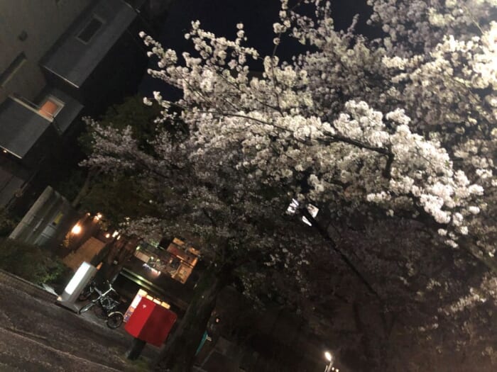 桜の穴場スポット、気になりませんか？世田谷百景にも選ばれる上北沢の桜並木 -東京 世田谷区