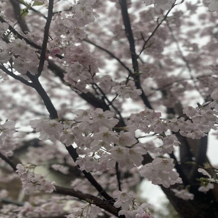 桜の穴場スポット、気になりませんか？世田谷百景にも選ばれる上北沢の桜並木 -東京 世田谷区