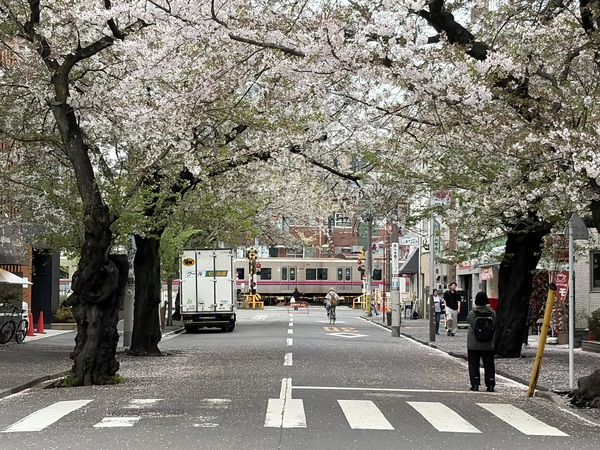 桜の穴場スポット、気になりませんか？世田谷百景にも選ばれる上北沢の桜並木 -東京 世田谷区