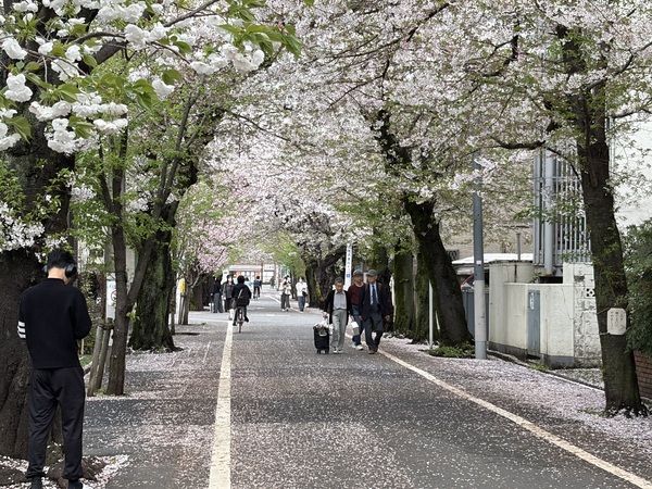 桜の穴場スポット、気になりませんか？世田谷百景にも選ばれる上北沢の桜並木 -東京 世田谷区