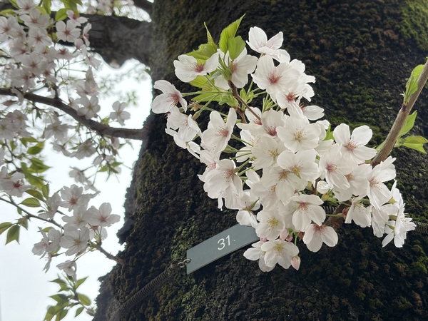 桜の穴場スポット、気になりませんか？世田谷百景にも選ばれる上北沢の桜並木 -東京 世田谷区