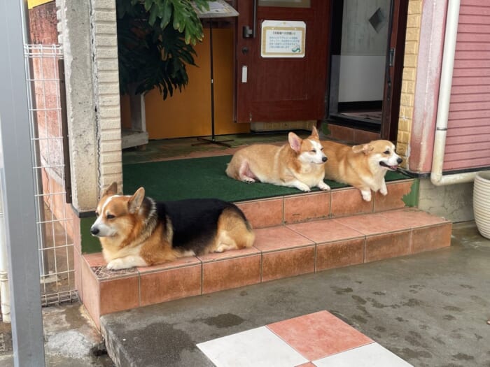 コーギー好きにはたまらない！長崎にある癒しカフェ「Dog Hill」 -長崎県