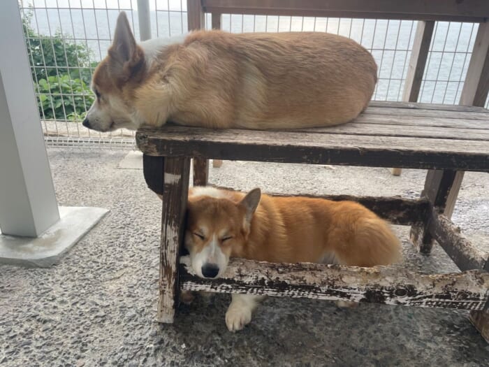 コーギー好きにはたまらない！長崎にある癒しカフェ「Dog Hill」 -長崎県