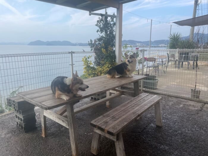 コーギー好きにはたまらない！長崎にある癒しカフェ「Dog Hill」 -長崎県