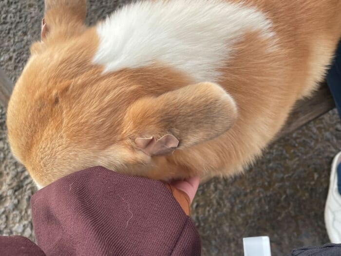 コーギー好きにはたまらない！長崎にある癒しカフェ「Dog Hill」 -長崎県