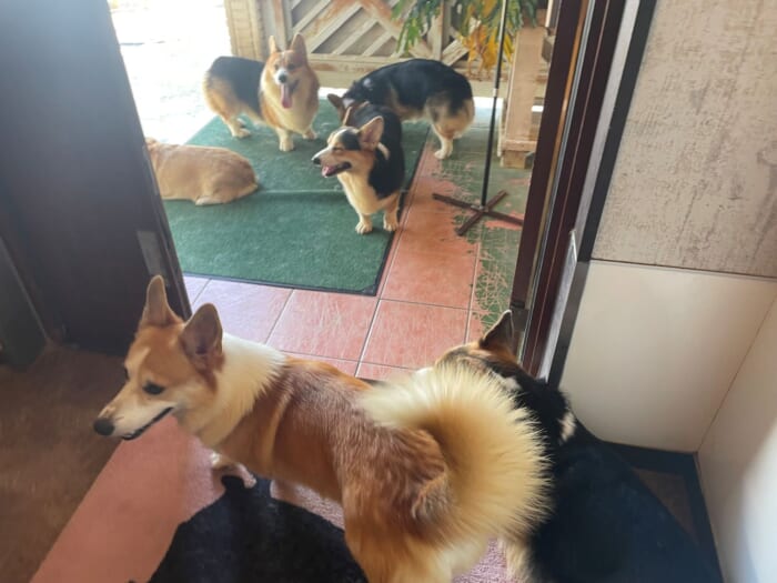コーギー好きにはたまらない！長崎にある癒しカフェ「Dog Hill」 -長崎県